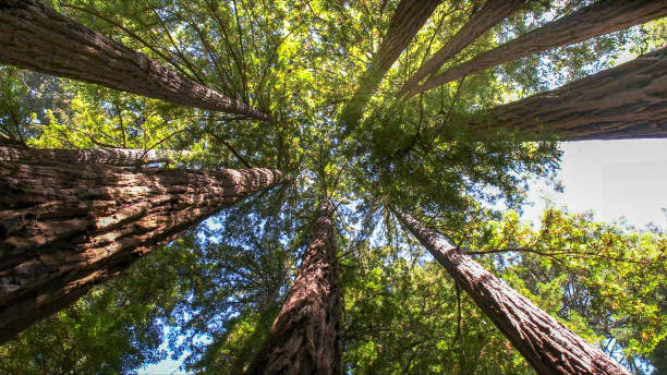 Best Tree Trimming and Pruning  in Rohnert Park, CA